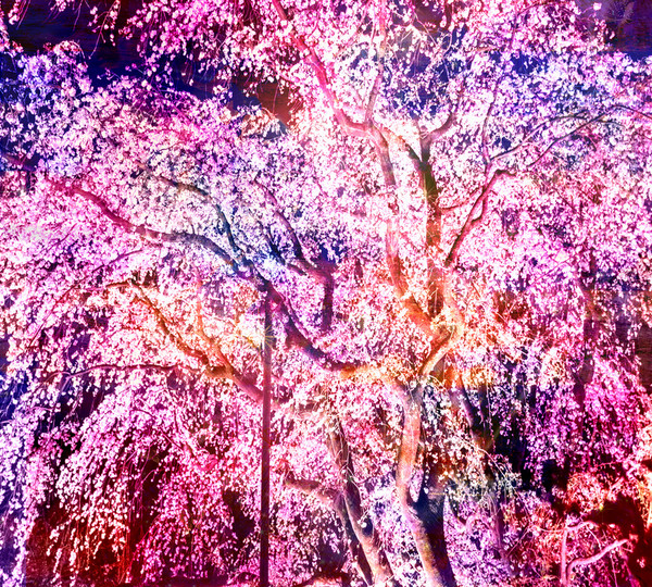 夜桜 ~仮想現実の桜~