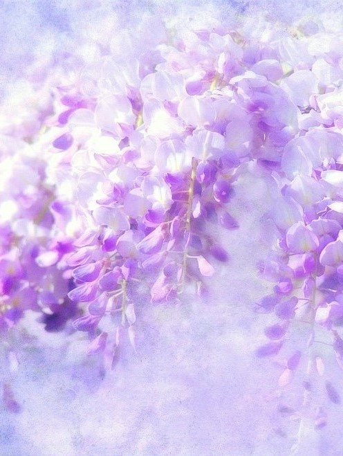 小説用表紙 フリー素材 藤の花