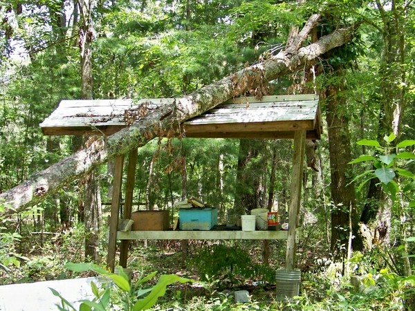 Update: tree over my hive stand