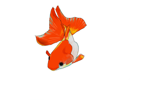 金魚一
