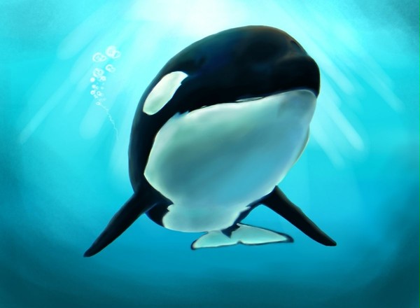 シャチ