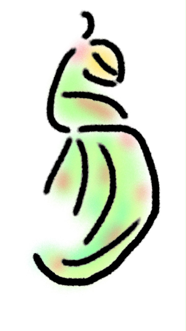 鳥
