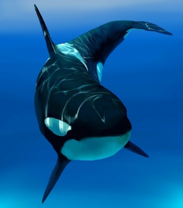 シャチ