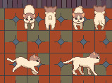 宠物猫