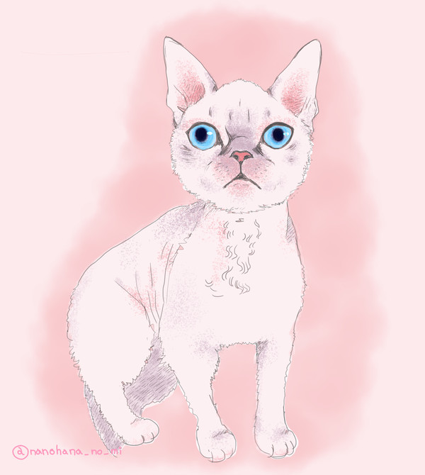 愛猫之助。