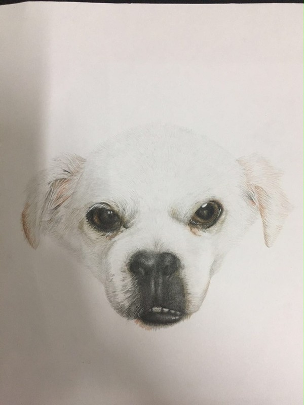 犬