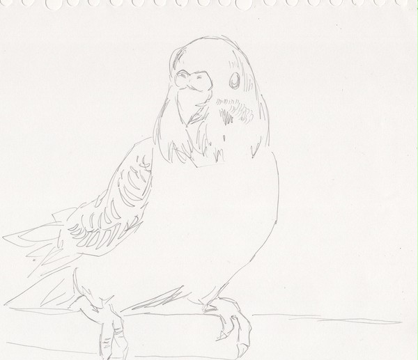 セキセイインコ