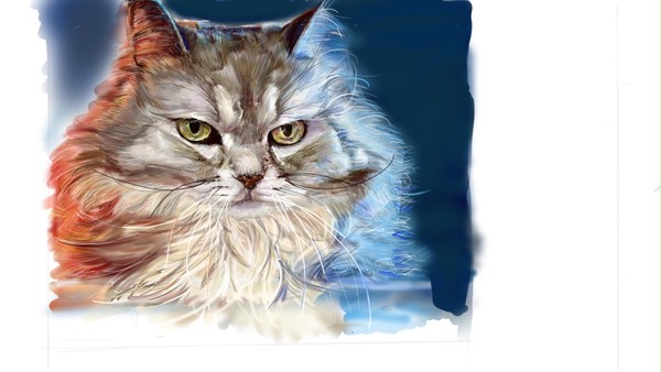 猫