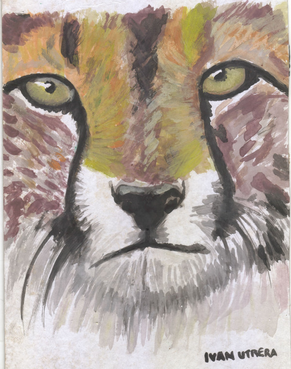 cheeta