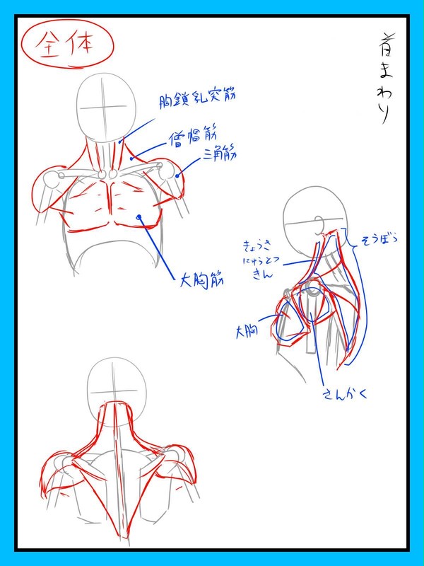 作画 首周りの筋肉など
