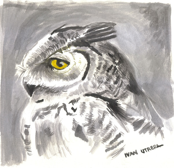 owl