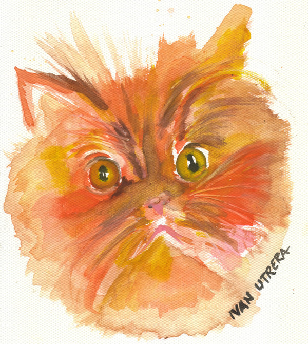 cat