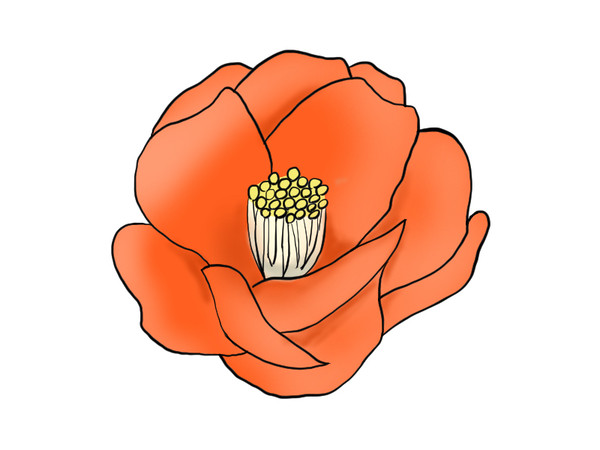 椿の花