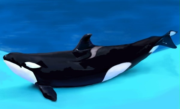 シャチのステラ