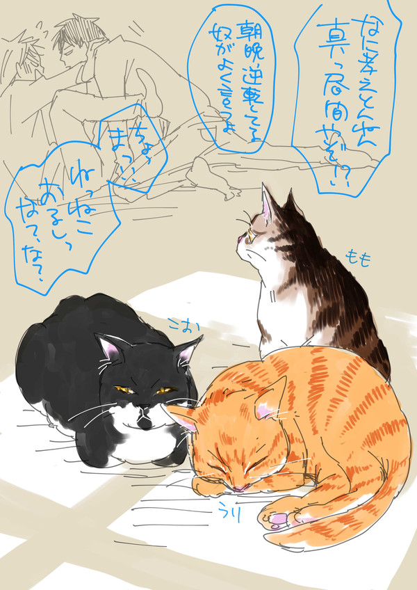 火村んちの猫