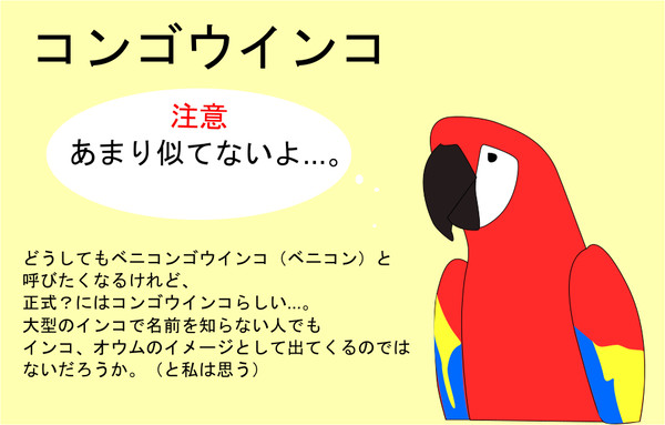コンゴウインコさん