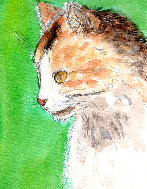 ねこ