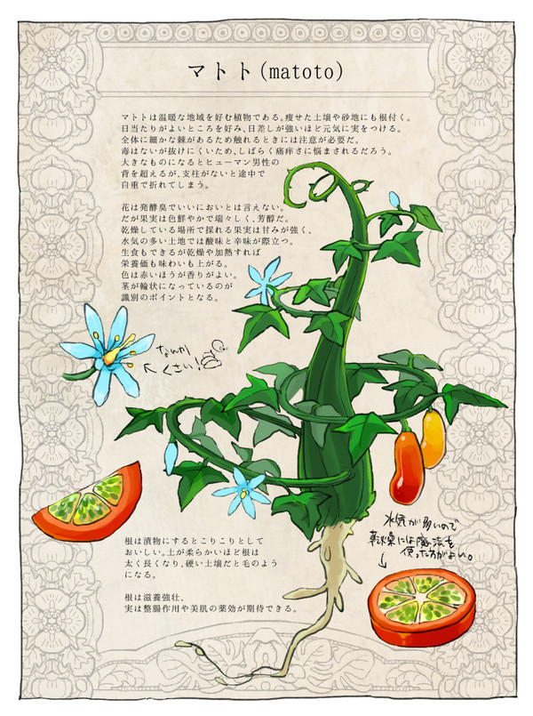 【PFLS】マトト【植物】