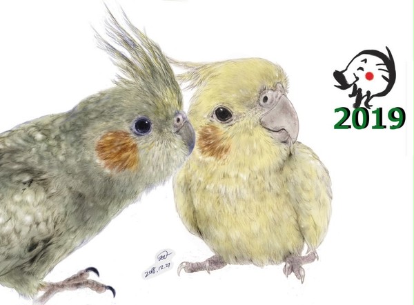 オカメインコ　鉛筆画
