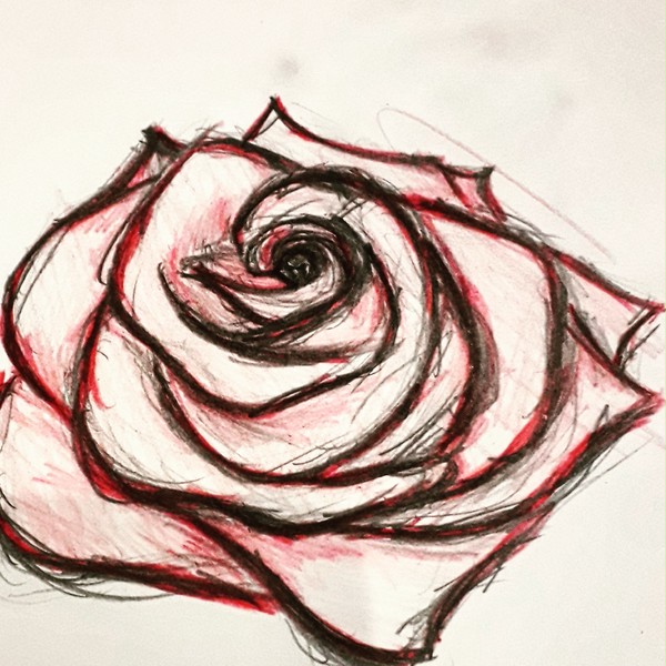 Rose sketch