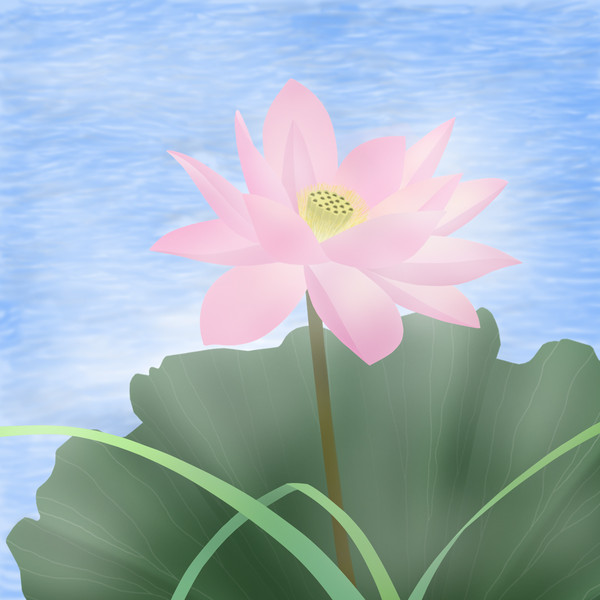 荷花
