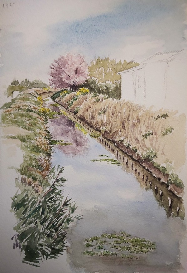 川の桜