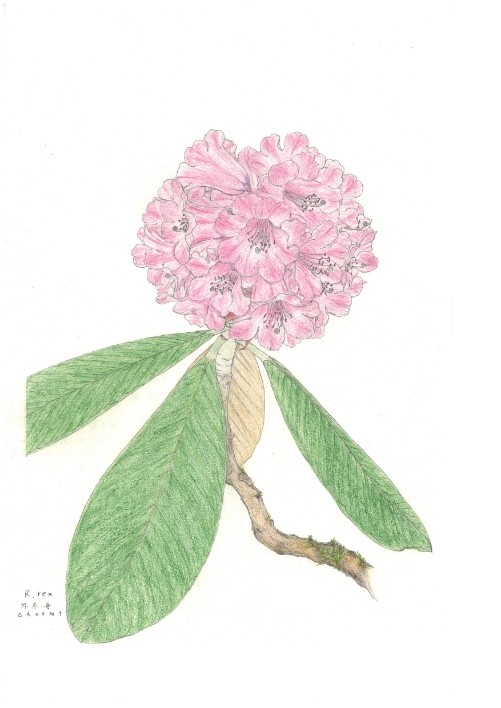 rhododendron rex