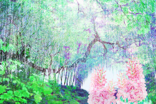 雨降りの藤
