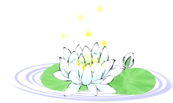 睡蓮