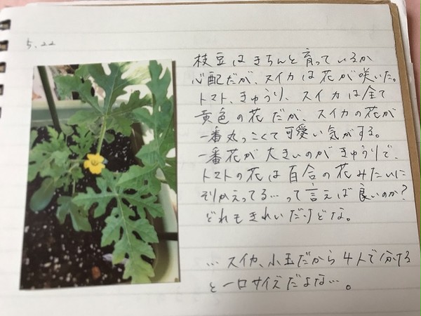 205号室!野菜育成日記