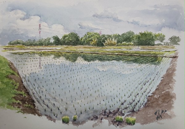 田植えの季節