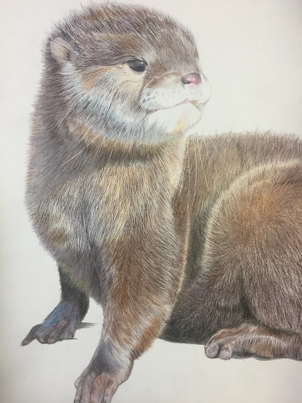 カワウソ