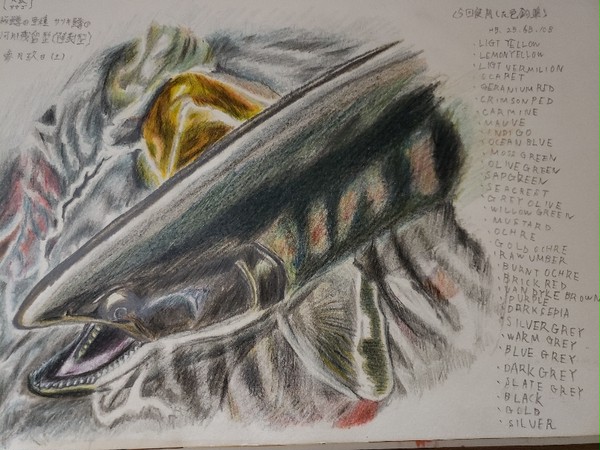 天魚(あまご)