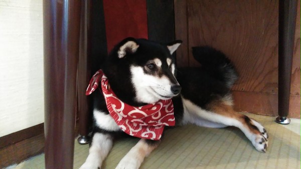 犬カフェの看板娘