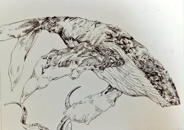ペン画