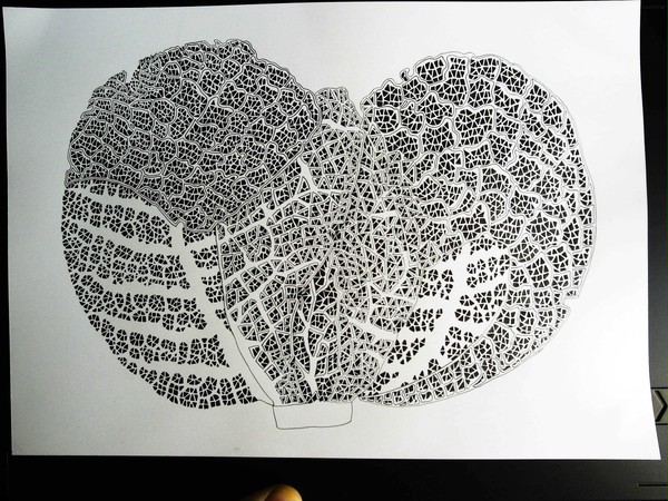 One cabbage 3