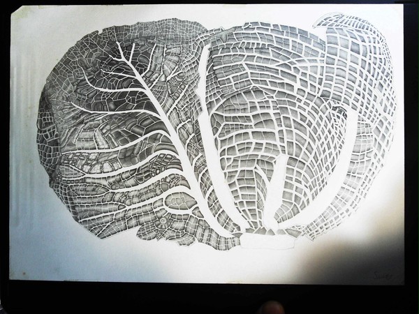The　prototype cabbage