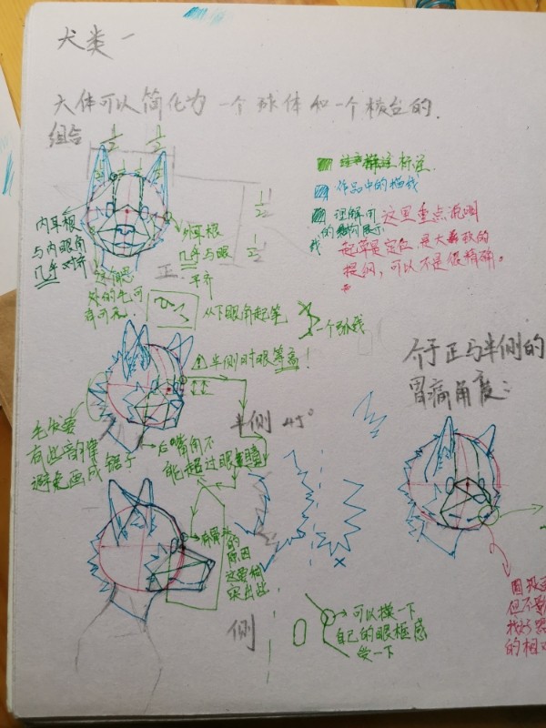 兽人头部画法第一更（中文注意）