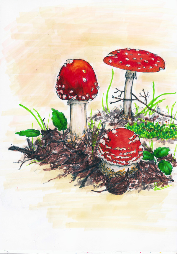 Amanita