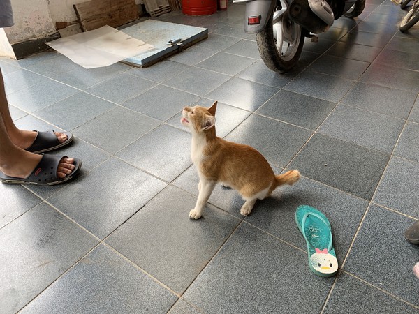 猫の鳴き声
