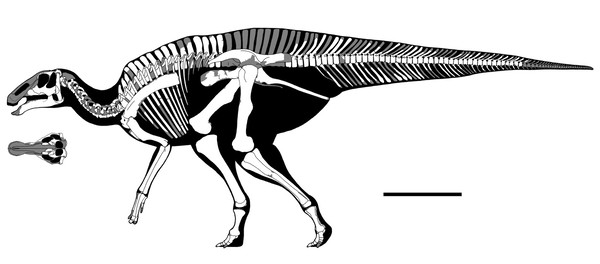 カムイサウルス・ジャポニクス