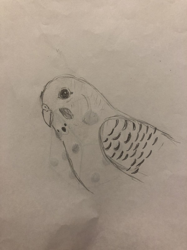 お友達が描いた鳥