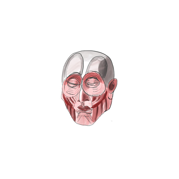 anatomy