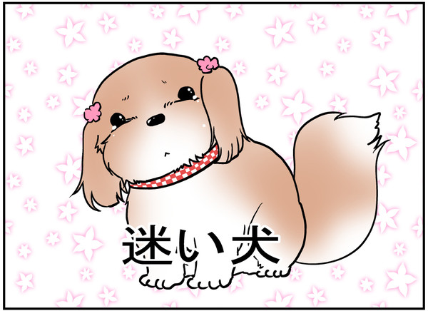 迷い犬