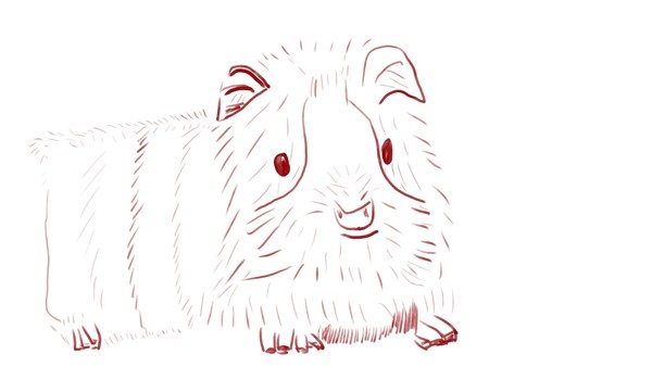 guinea pig