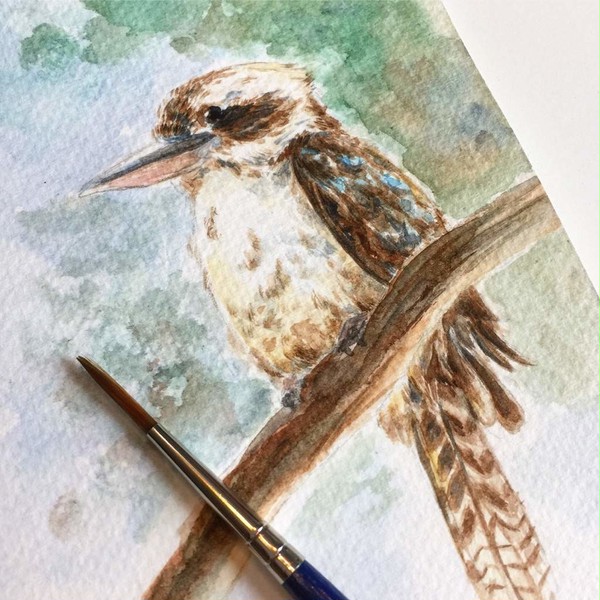 Kookaburra