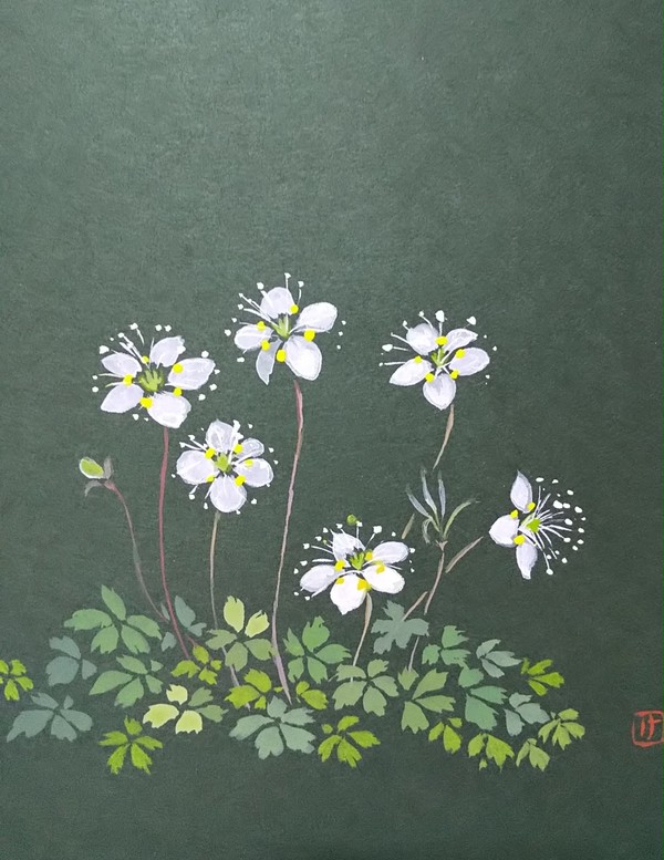 バイカオウレン(梅花黄蓮)