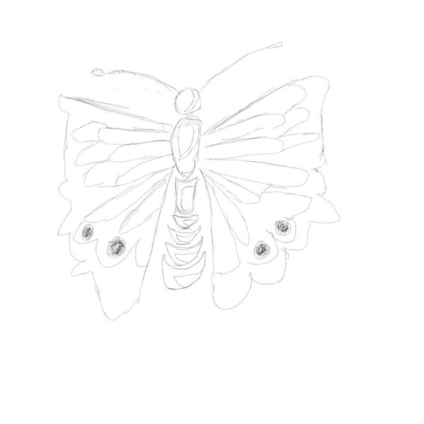 butter  fly