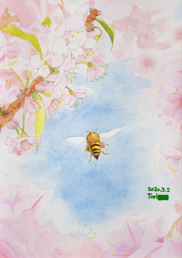 蜂とさくら