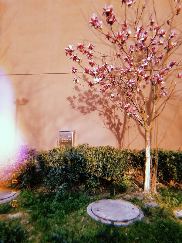 玉兰